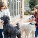 Poodles-being-greeted-by-two-young-girls-outdoors